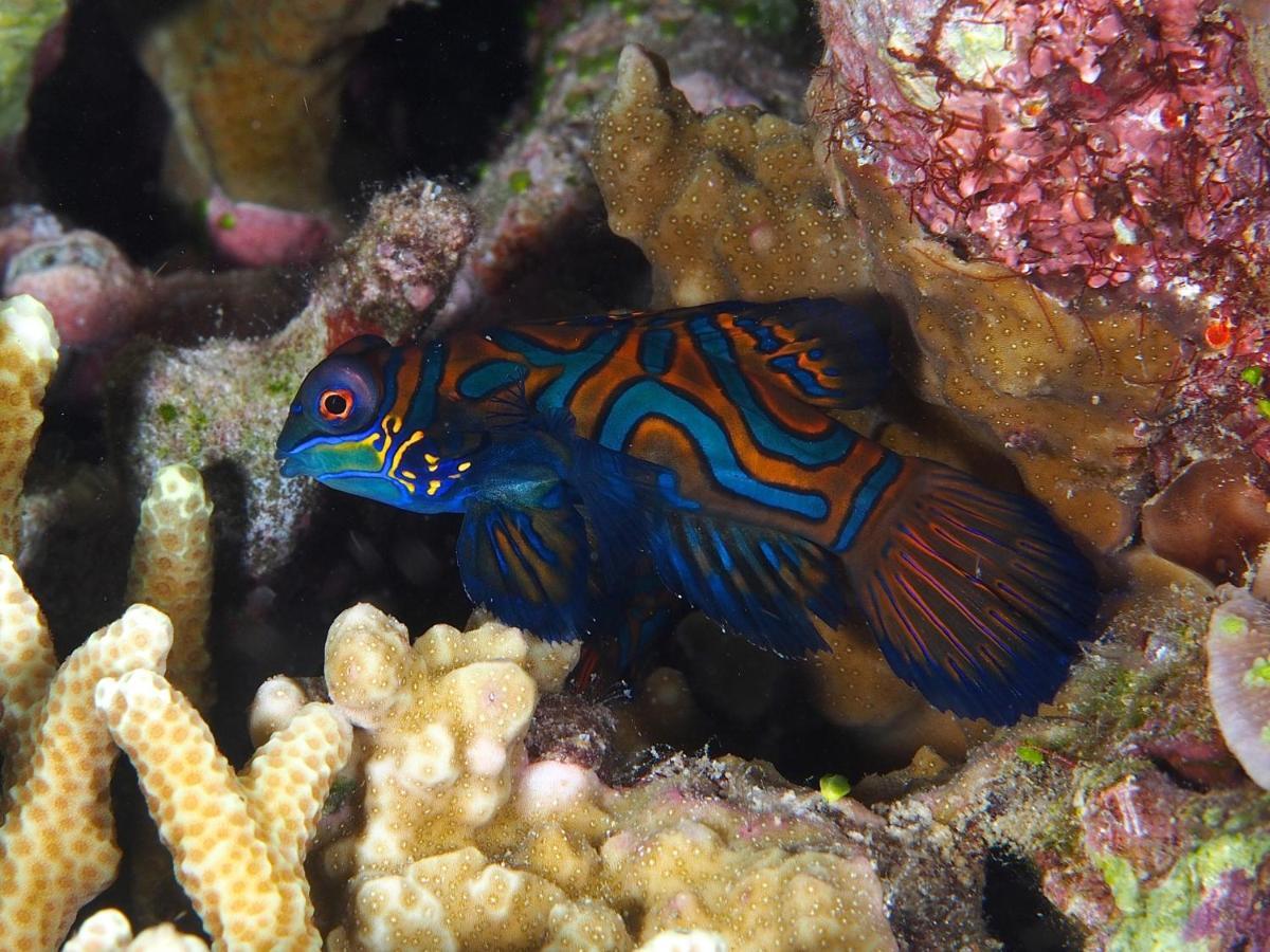 Dive Spot Asia Beach Resort Boljoon Eksteriør bilde