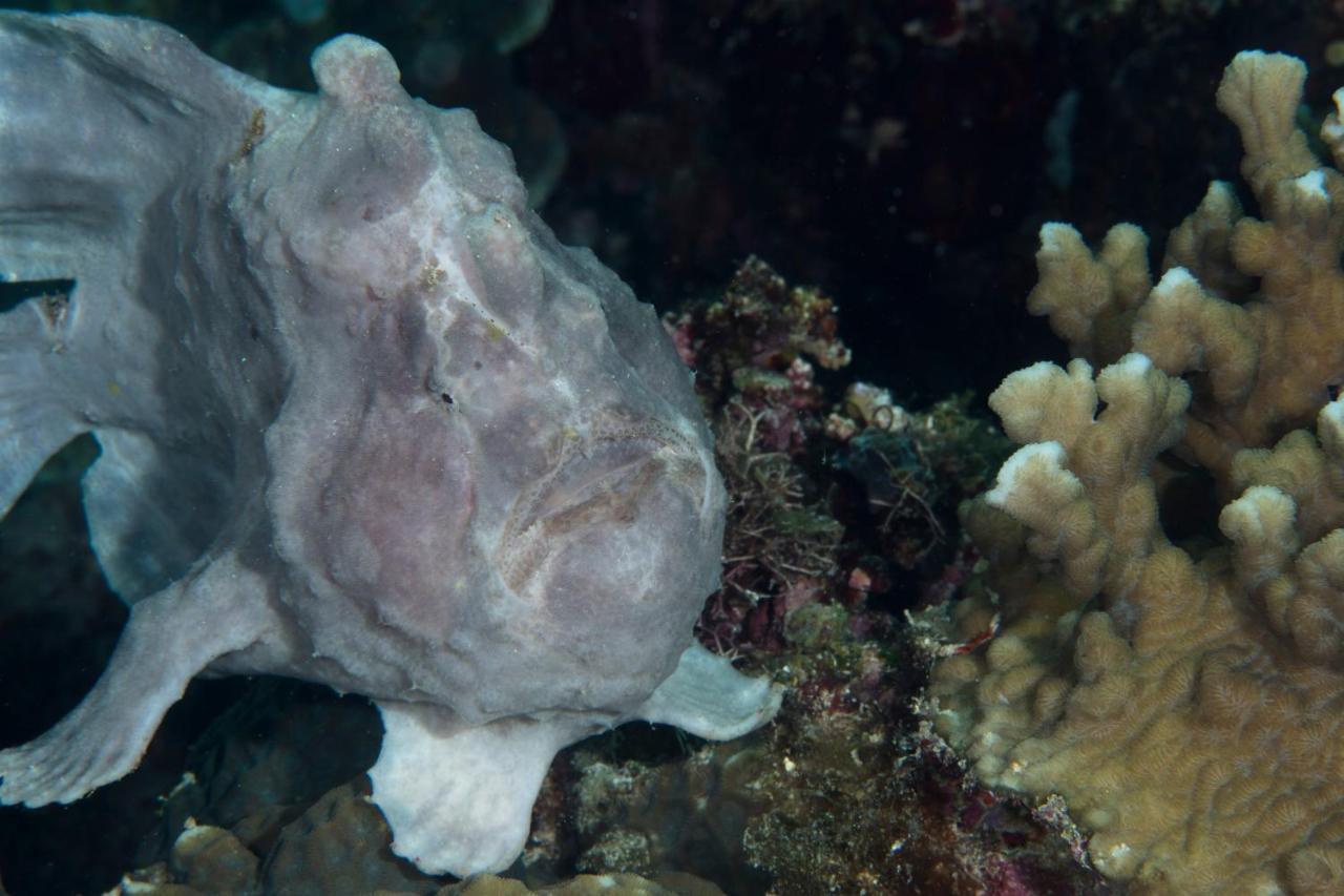 Dive Spot Asia Beach Resort Boljoon Eksteriør bilde